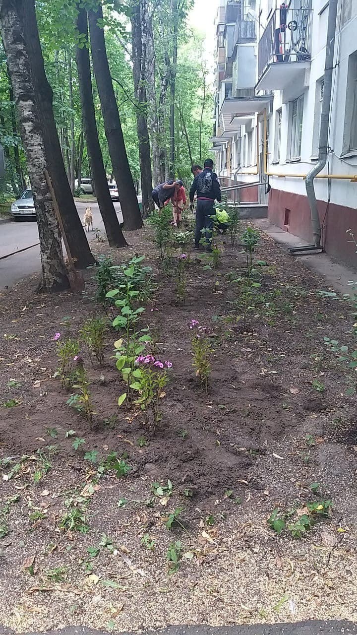 На Академика Комарова высадили пионы и флоксы | 28.07.2021 | Москва -  БезФормата