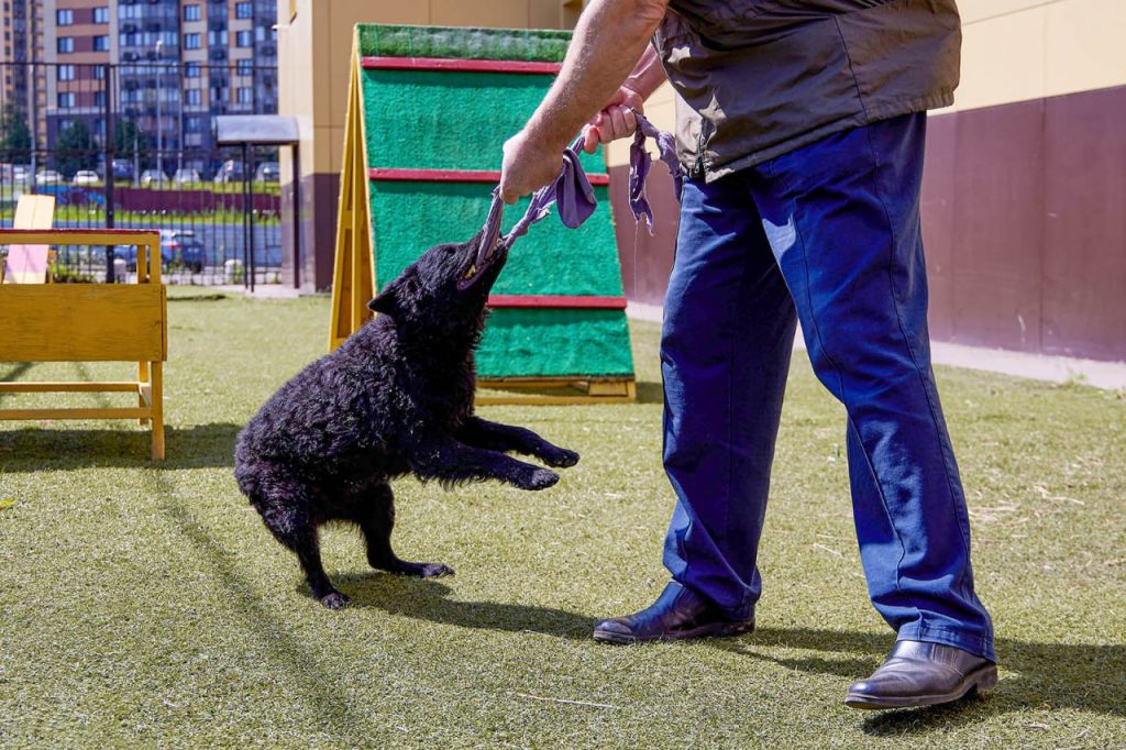 Спасатели продемонстрируют тренировки со служебными собаками в рамках МУФ